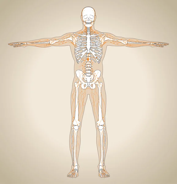 Menschliches (männliches) Lymphsystem — Stockvektor