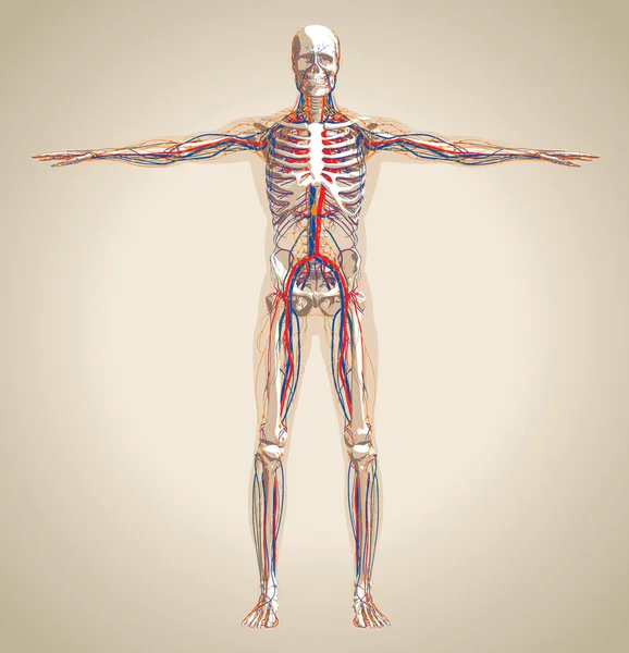 Sistema circulatorio humano (masculino), sistema nervioso y parálisis linfática — Vector de stock