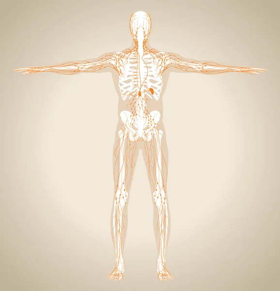 Sistema linfático humano (masculino) — Vector de stock
