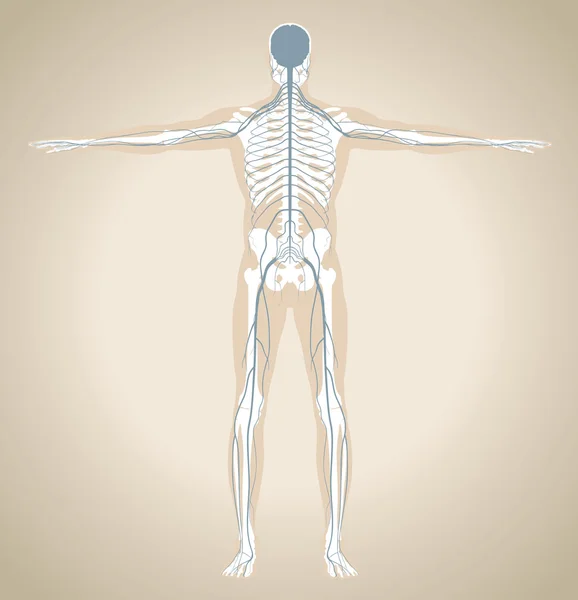 Il sistema nervoso umano — Vettoriale Stock
