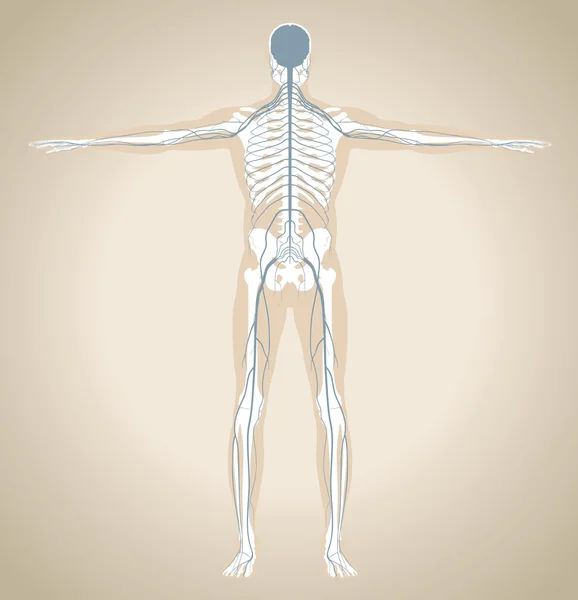 인간의 신 경계 — 스톡 벡터