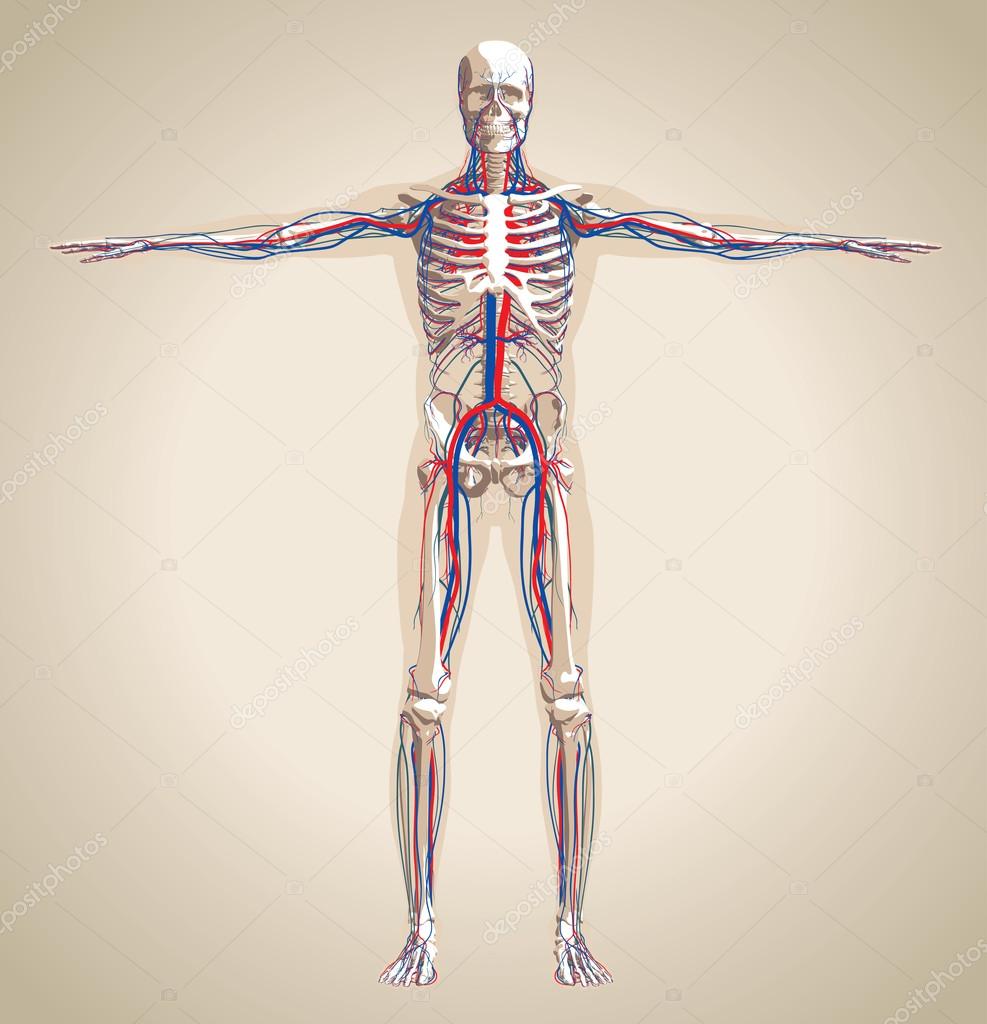 Human (male) circulation system and nervous system