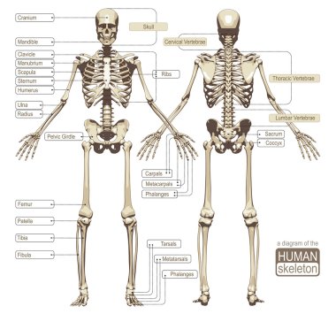 A diagram of the human skeleton