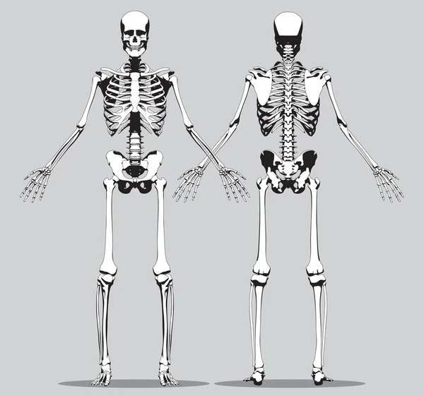 Front and back view of a human skeleton — Stock Vector