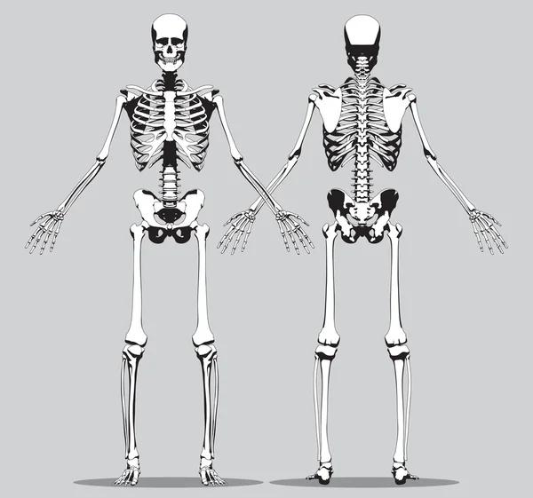 Vorder- und Rückansicht eines menschlichen Skeletts — Stockvektor