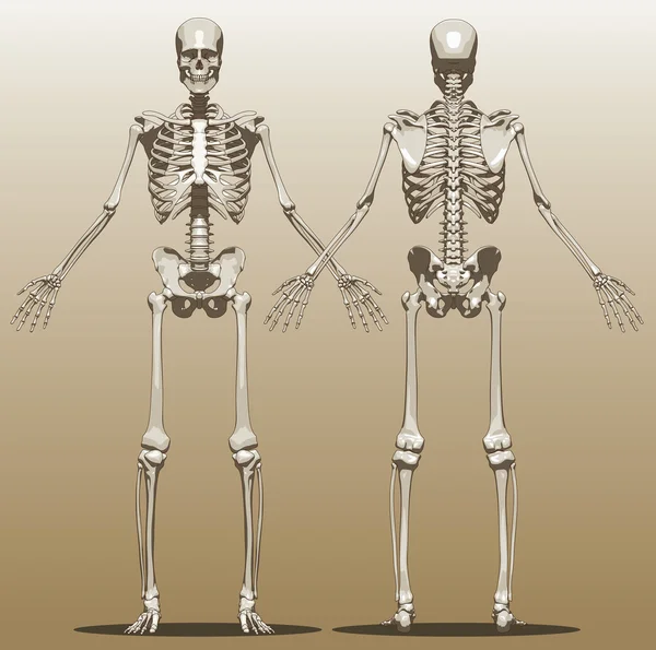 İnsan iskeleti, önden ve arkadan görünüm