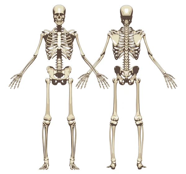 A human skeleton. Front and back view — Stock Vector