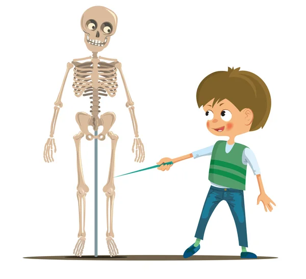 Хлопчик в класі вивчає людський скелет — стоковий вектор