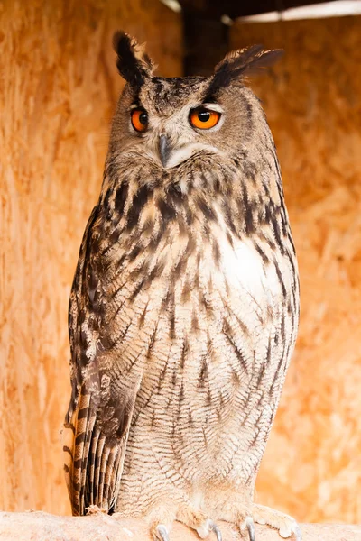 Eagle owl — Stock fotografie