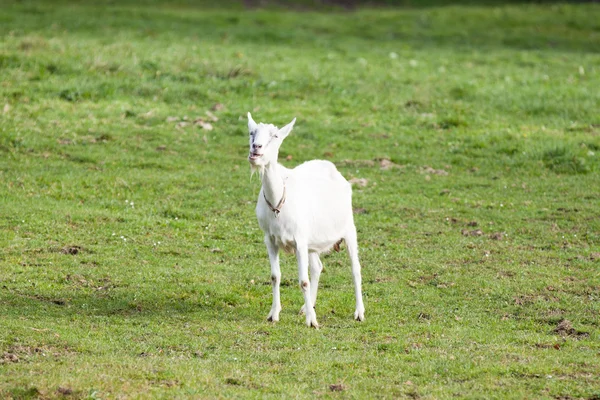 Goat — Stock Photo, Image