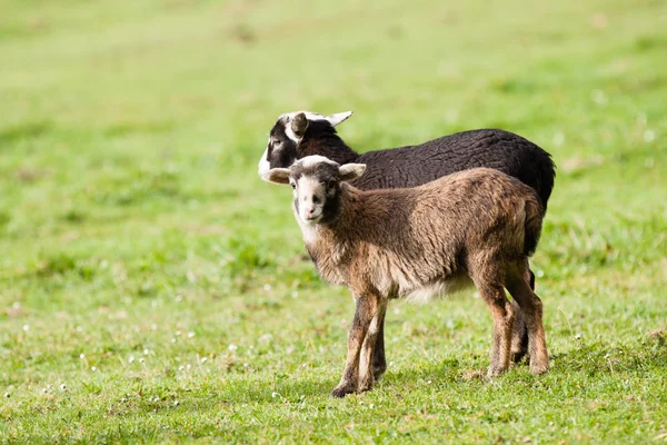 Goat — Stock Photo, Image