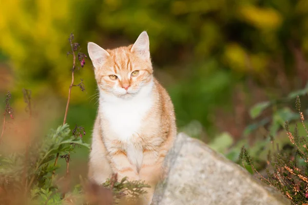 Gato de gengibre — Fotografia de Stock