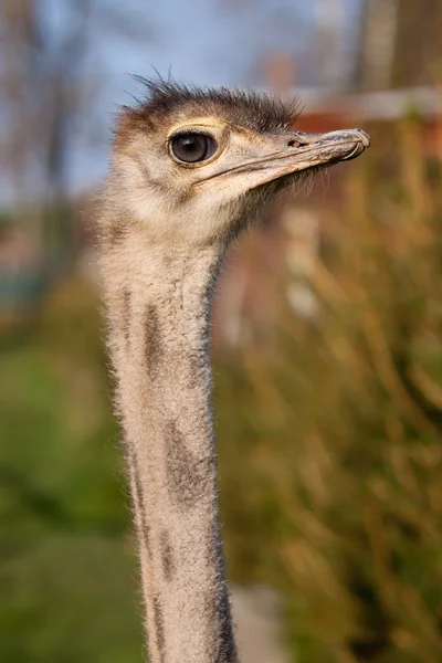 Ostrich — Stock Photo, Image