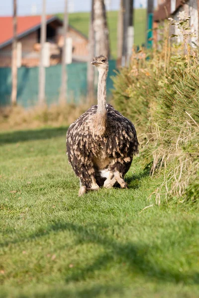 Ostrich — Stock Photo, Image