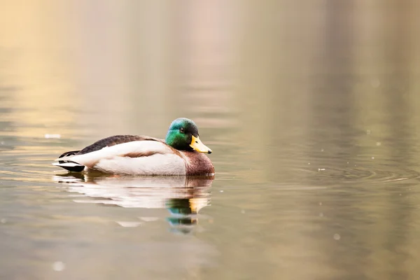 Pato na água — Fotografia de Stock