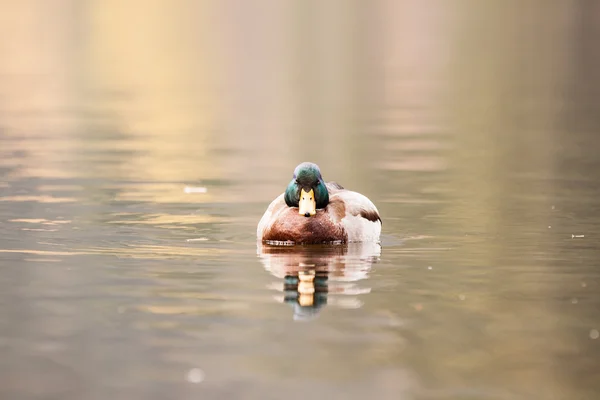 Canard sur l'eau — Photo