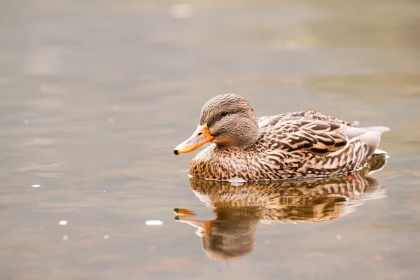 Pato na água — Fotografia de Stock