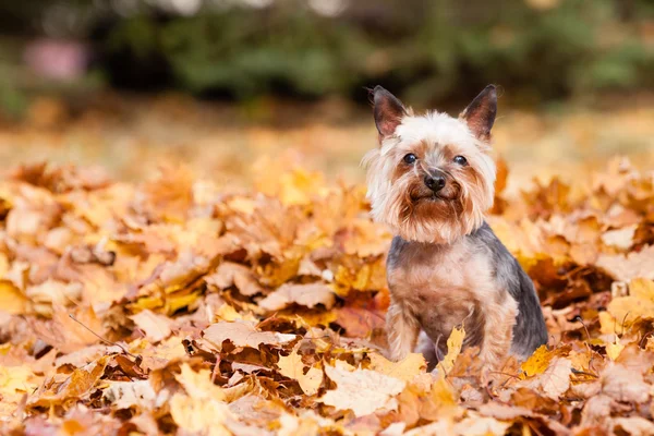 Pies z Yorkshire Terrier — Zdjęcie stockowe