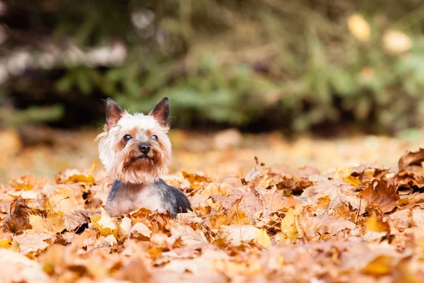 Yorkshire terrier Dog