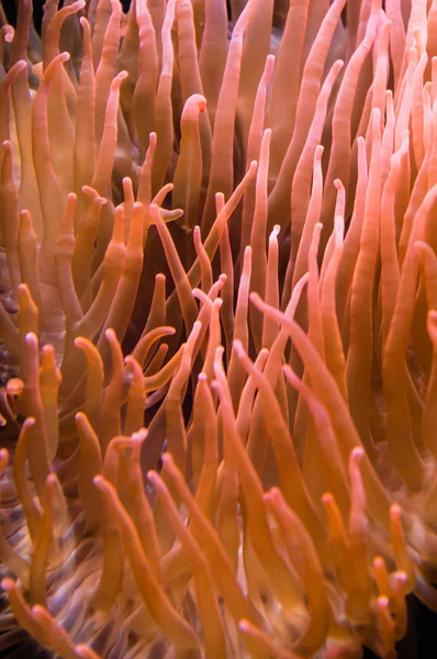 Underwater background coral pattern