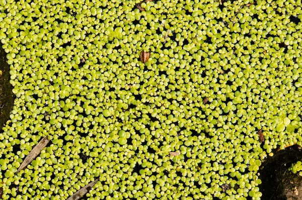 Arka plan deseni sonbahar yaprakları