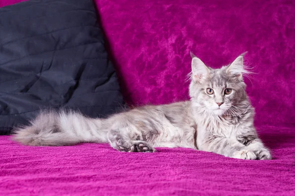 Genç maine coon kedi