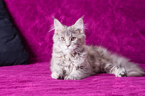 Giovane gatto del Maine Coon — Foto Stock