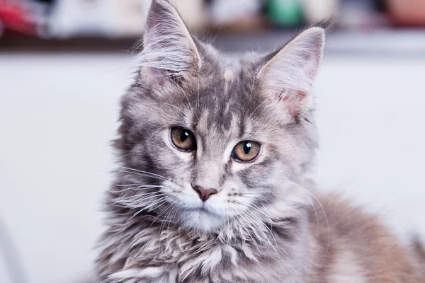 Joven Maine Coon gato — Foto de Stock