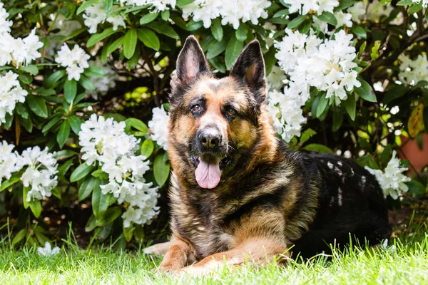 Alman çoban köpeği.