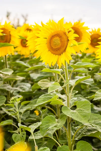 Yellow sunflower Stock Photo