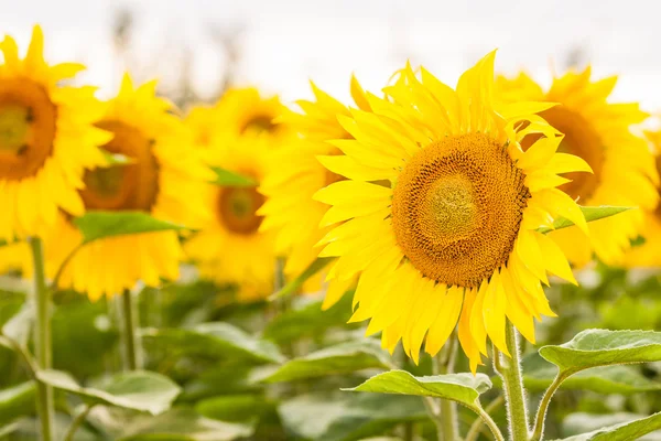 Yellow sunflower Stock Picture