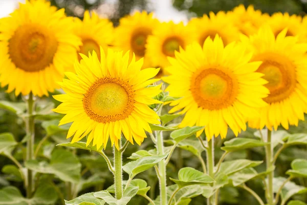 Yellow sunflower Royalty Free Stock Images