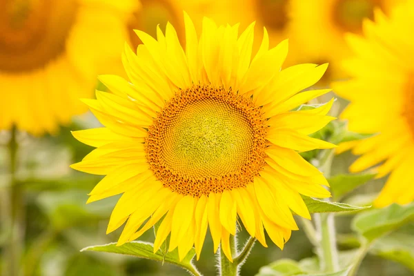 Yellow sunflower Stock Photo