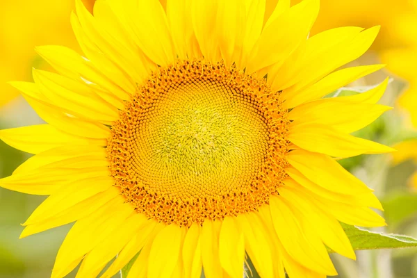 Yellow sunflower Stock Picture