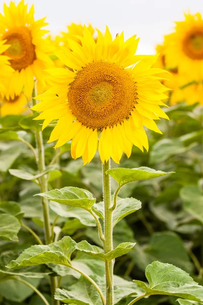 Yellow sunflower Stock Image