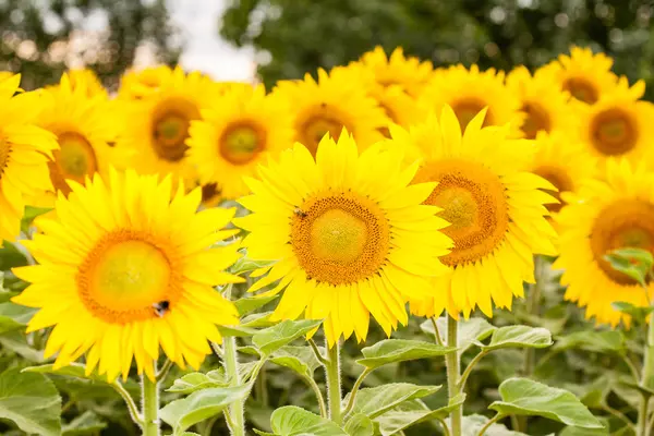 Yellow sunflower Stock Image