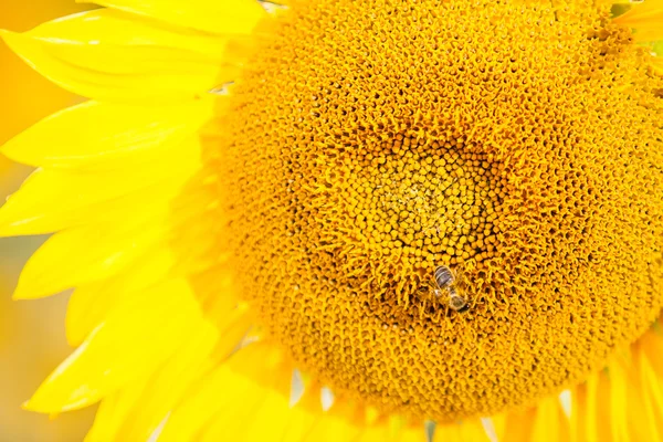 Yellow sunflower Royalty Free Stock Photos