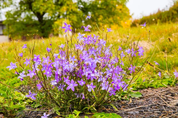 Violets on the green grass — Stock Photo, Image