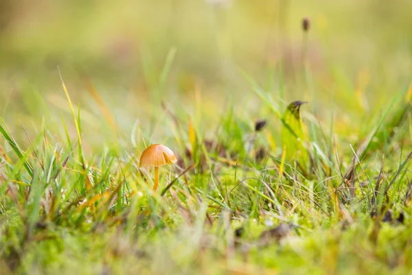 One small mushroom — Stock Photo, Image