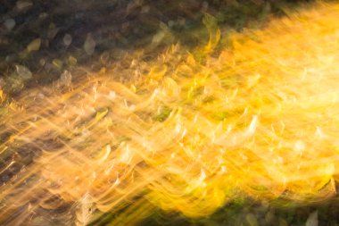 Bulanık sonbahar sonbahar yaprakları hareket