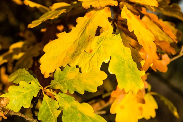Podzim podzim listí Stock Obrázky