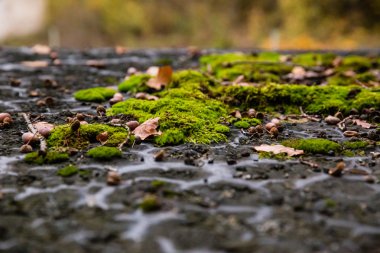 Ter fındık ile yosun