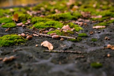 Ter fındık ile yosun