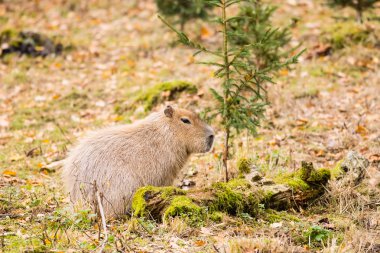 Capibara önünde küçük ağaç