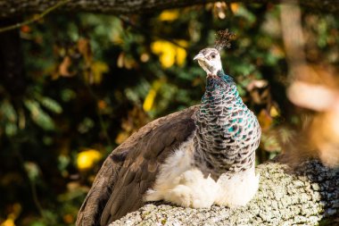 ağaç üzerinde peacock