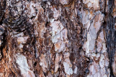 Ağaç kabuğu desen