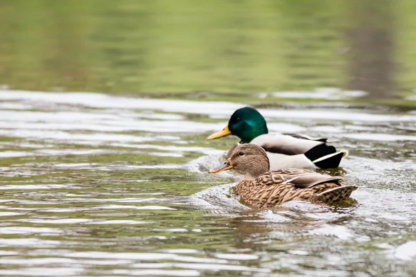 Deux canards sauvages sur l'eau — Photo