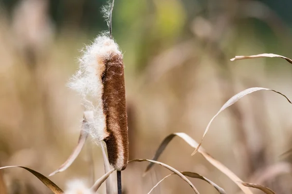 Reed on the blurred background — Stock Photo, Image