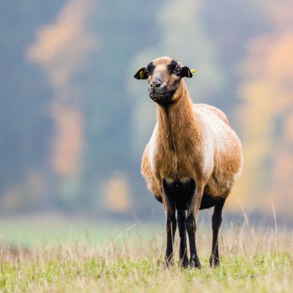 Capra sul gras verde — Foto Stock