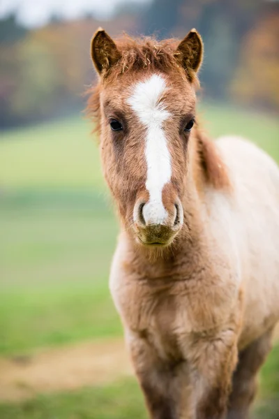 Klein paard veulen — Stockfoto